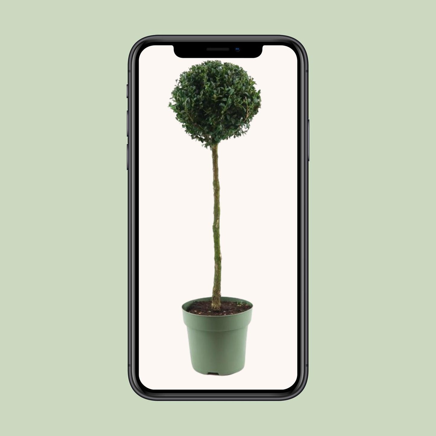 Buxus Semp. Mono-Ball - Ø23cm - ↕85cm