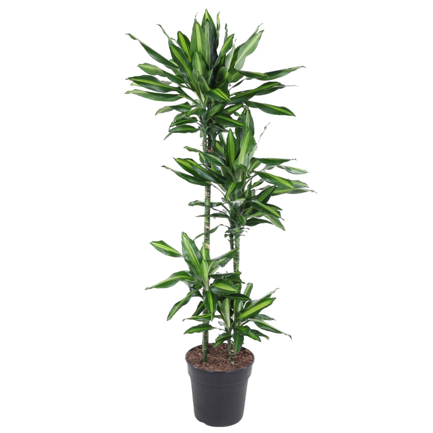 Drachenbaum Cintho – Stilvolle Zimmerpflanze 150 cm