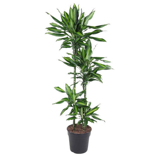 Drachenbaum Cintho – Stilvolle Zimmerpflanze 150 cm