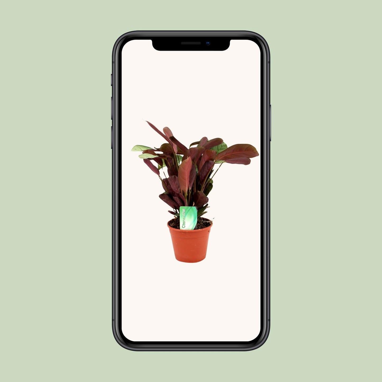 Ctenanthe Amagris - Ø14cm - ↕25cm