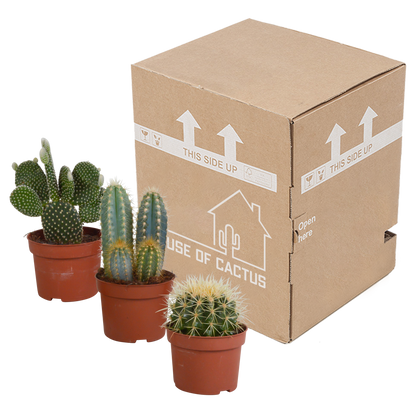 Kakteenmischung 10,5 cm - 3x - zonder pot