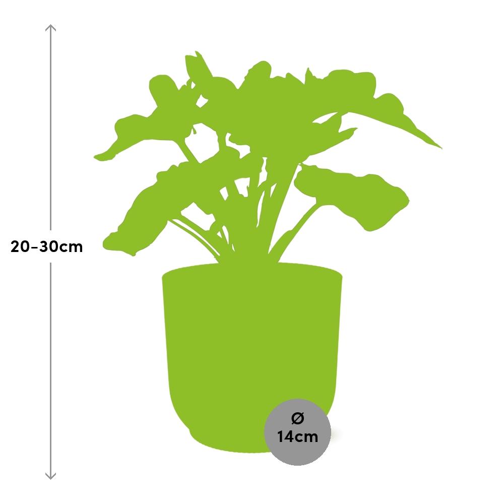 Philodendron Atom in ELHO Vibes Fold 14cm geel