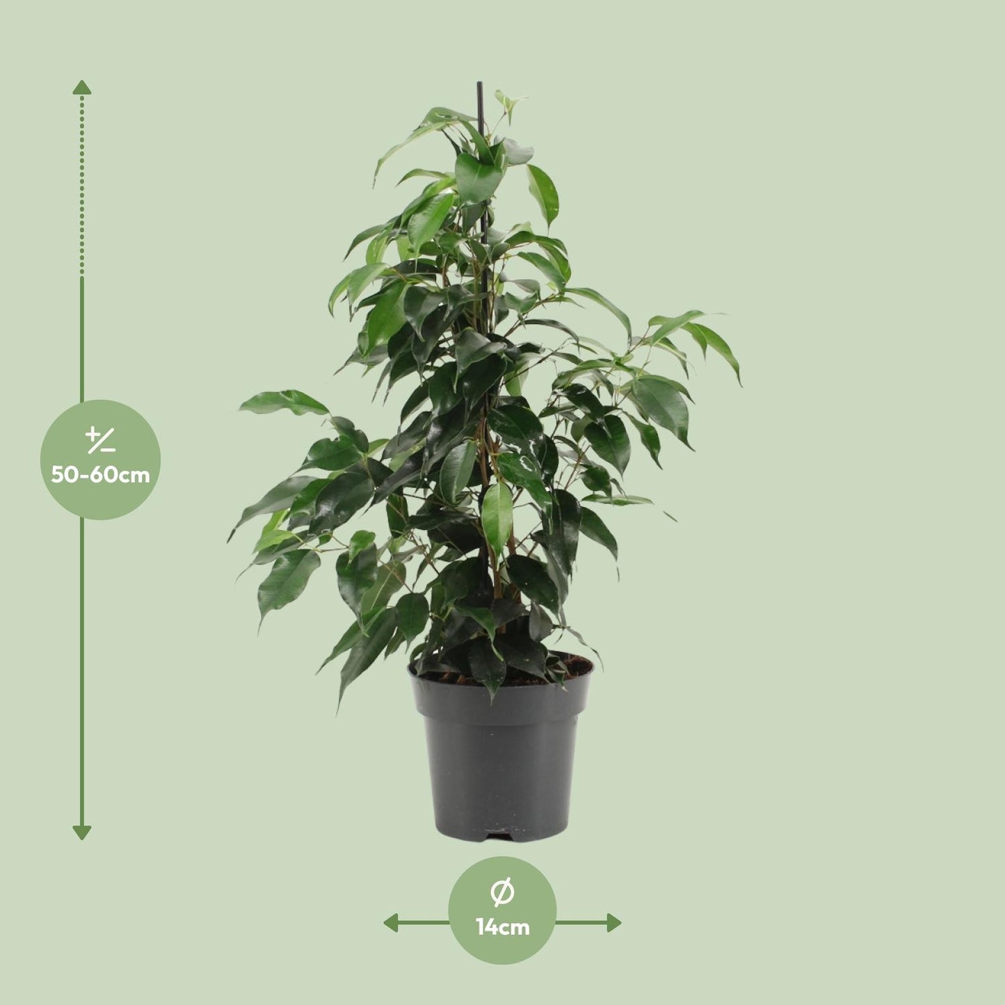 Ficus Benjamina Danielle - Ø14cm - ↕55cm