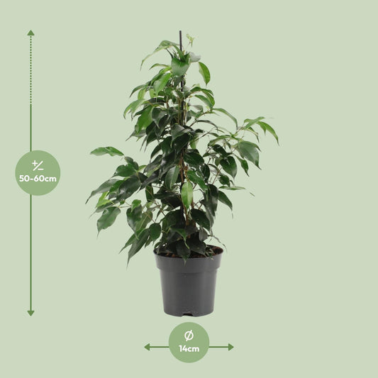 Ficus Benjamina Danielle - Ø14cm - ↕55cm