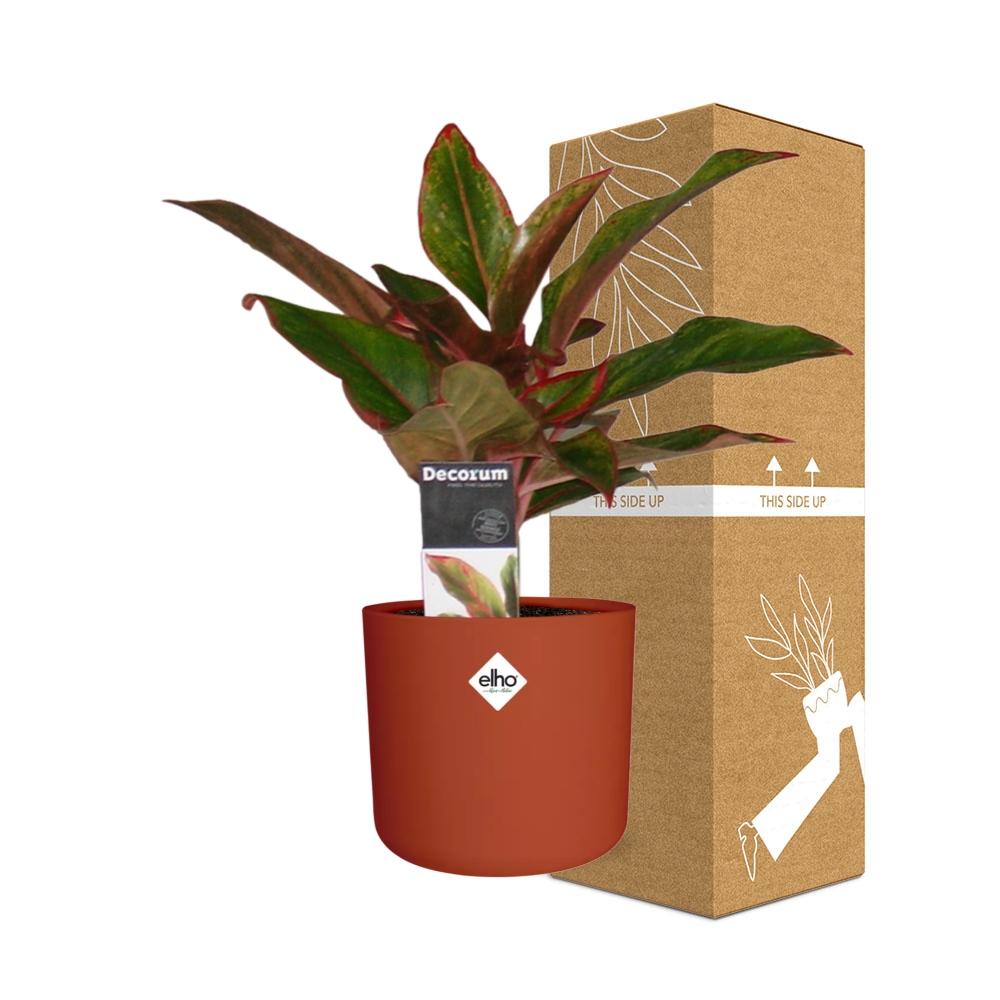 Aglaonema Crete in ELHO b.for soft rond 14cm brique