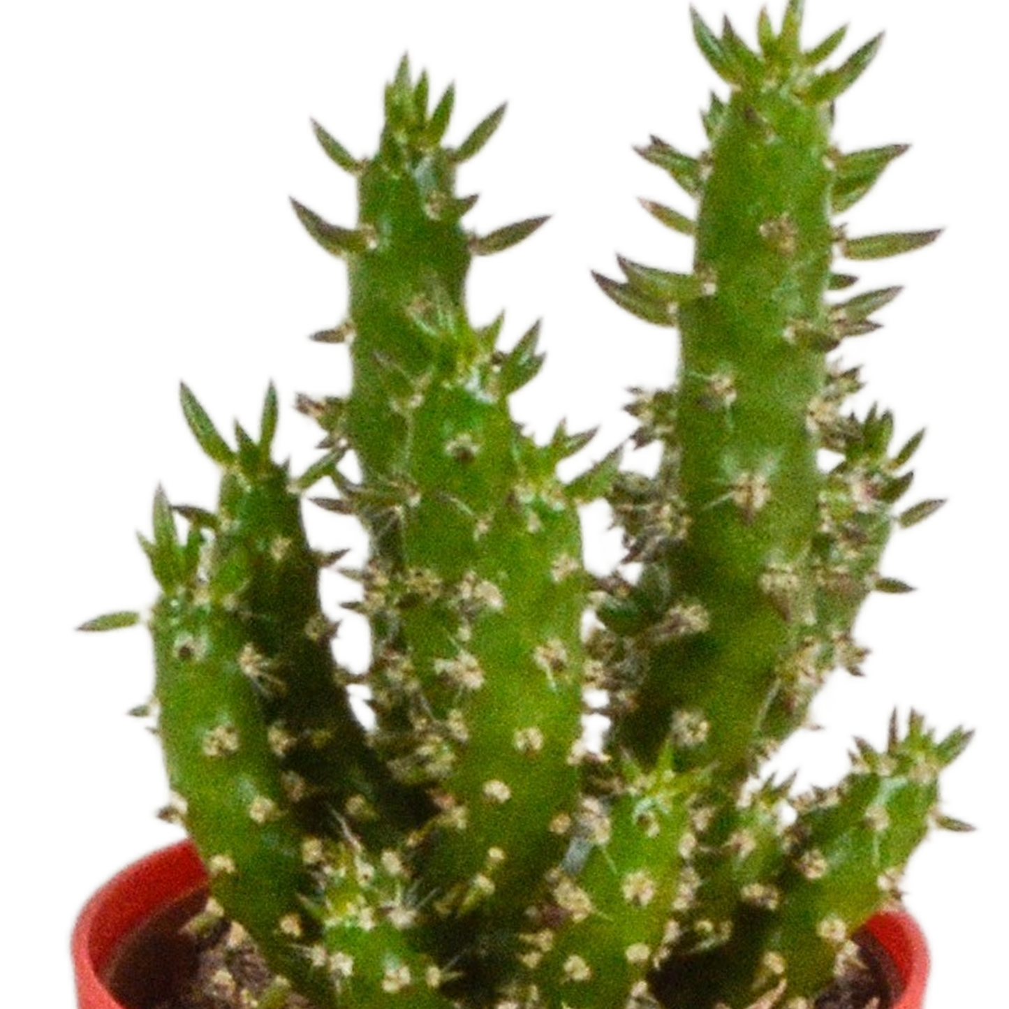 Kakteen Mix 5er Set – Mini Kakteen im Topf