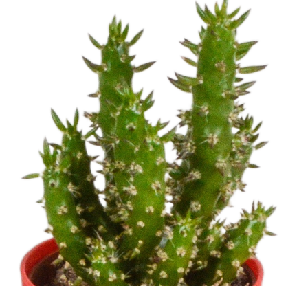 Kakteen Mix 5er Set – Mini Kakteen im Topf