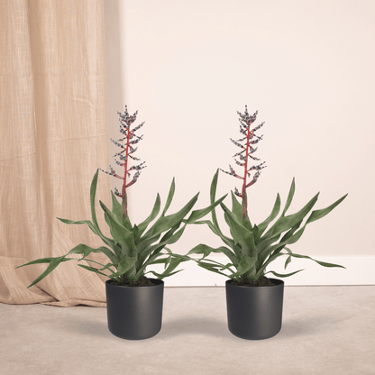 2x Aechmea Blue Rain - Tube Bromelie - 45cm - ø12