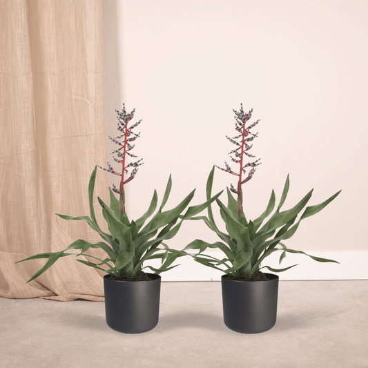 2x Aechmea Blue Rain - Tube Bromelie - 45cm - ø12