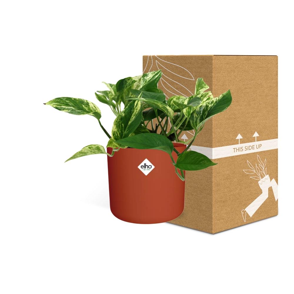 Scindapsus (Epipremnum) Marble Queen in ELHO b.for soft rond 14cm brique