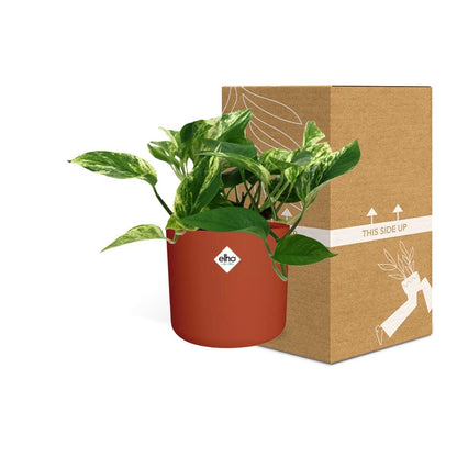 Scindapsus (Epipremnum) Marble Queen in ELHO b.for soft rond 14cm brique