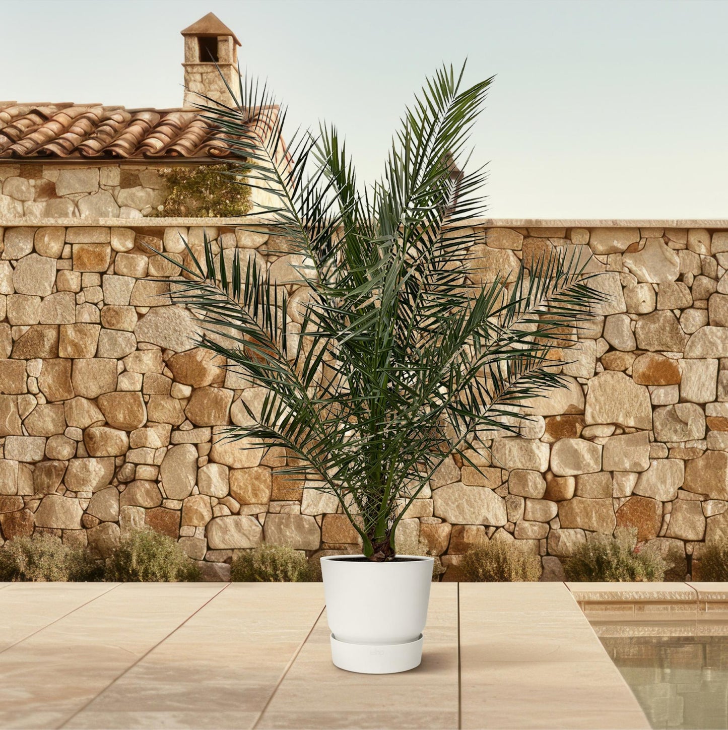Kanarische Dattelpalme 180 cm – Mediterrane Kübelpflanze