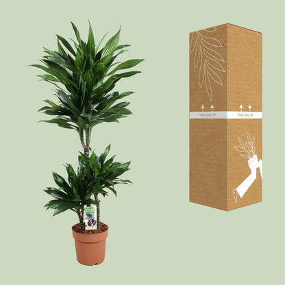 Dracaena Green Jewel 60-30-15 - Ø21cm - ↕105cm