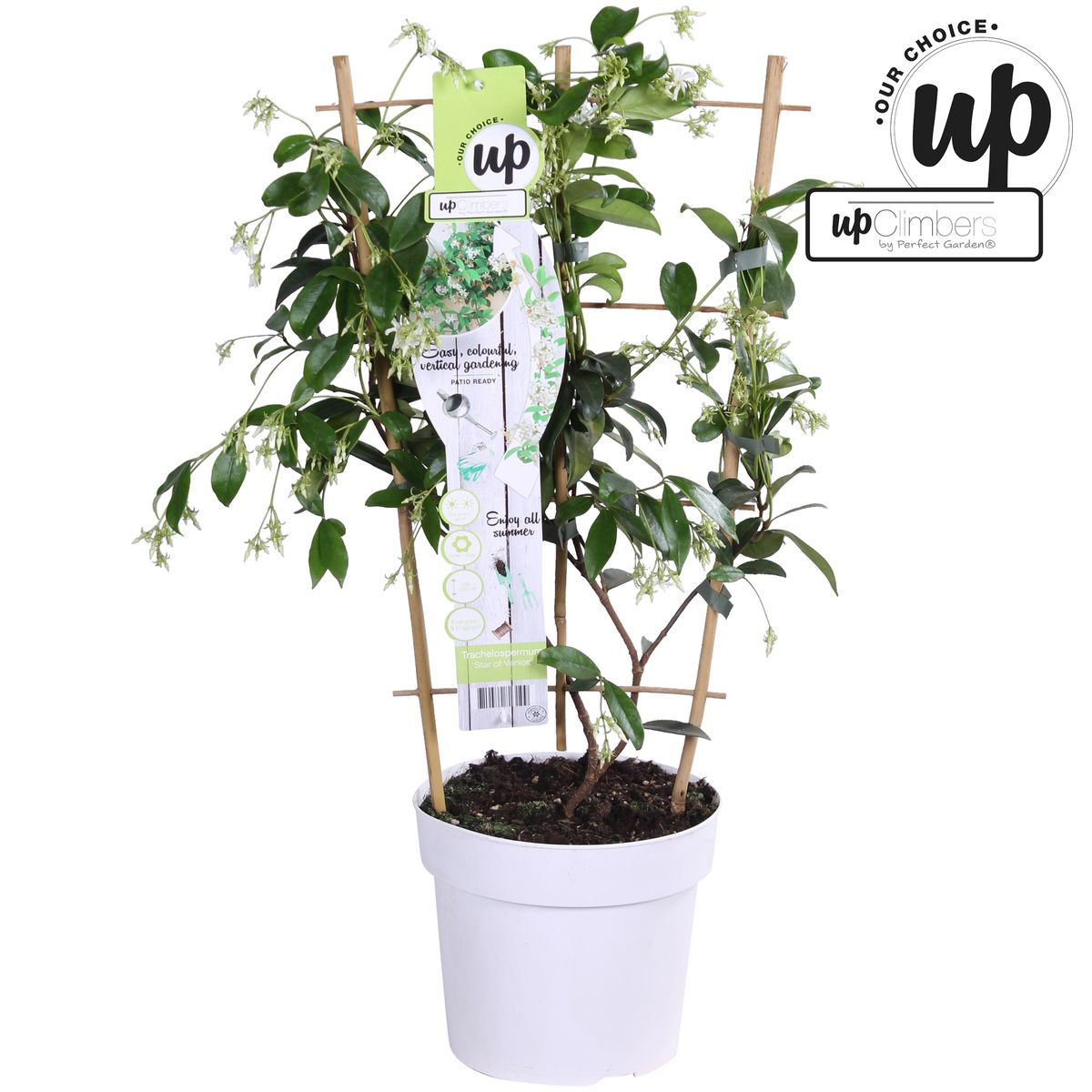 Trachelospermum 'Star of Venice' - Toskanischer Jasmin WeiÃŸ - Ø15cm - ↕65cm
