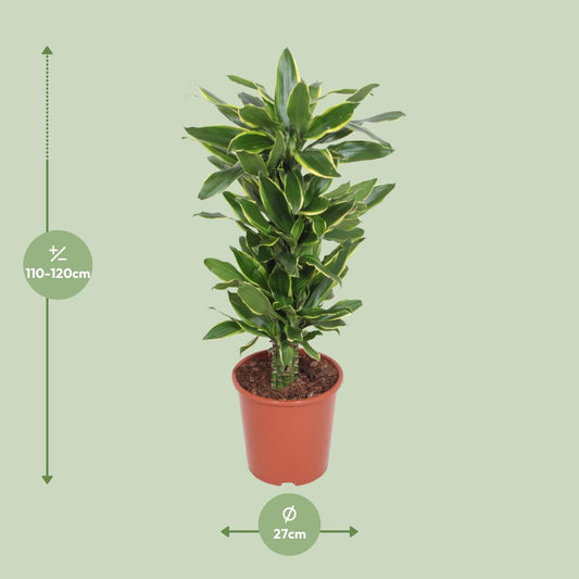 Dracaena Golden Coast - Ø27cm - ↕110cm