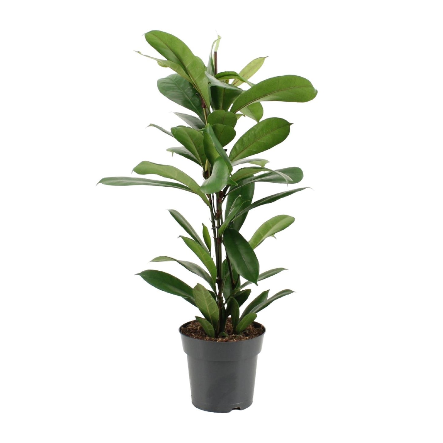 Ficus Cyathistipula - Ø17cm - ↕70cm