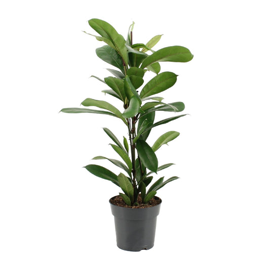 Ficus Cyathistipula - Ø17cm - ↕70cm