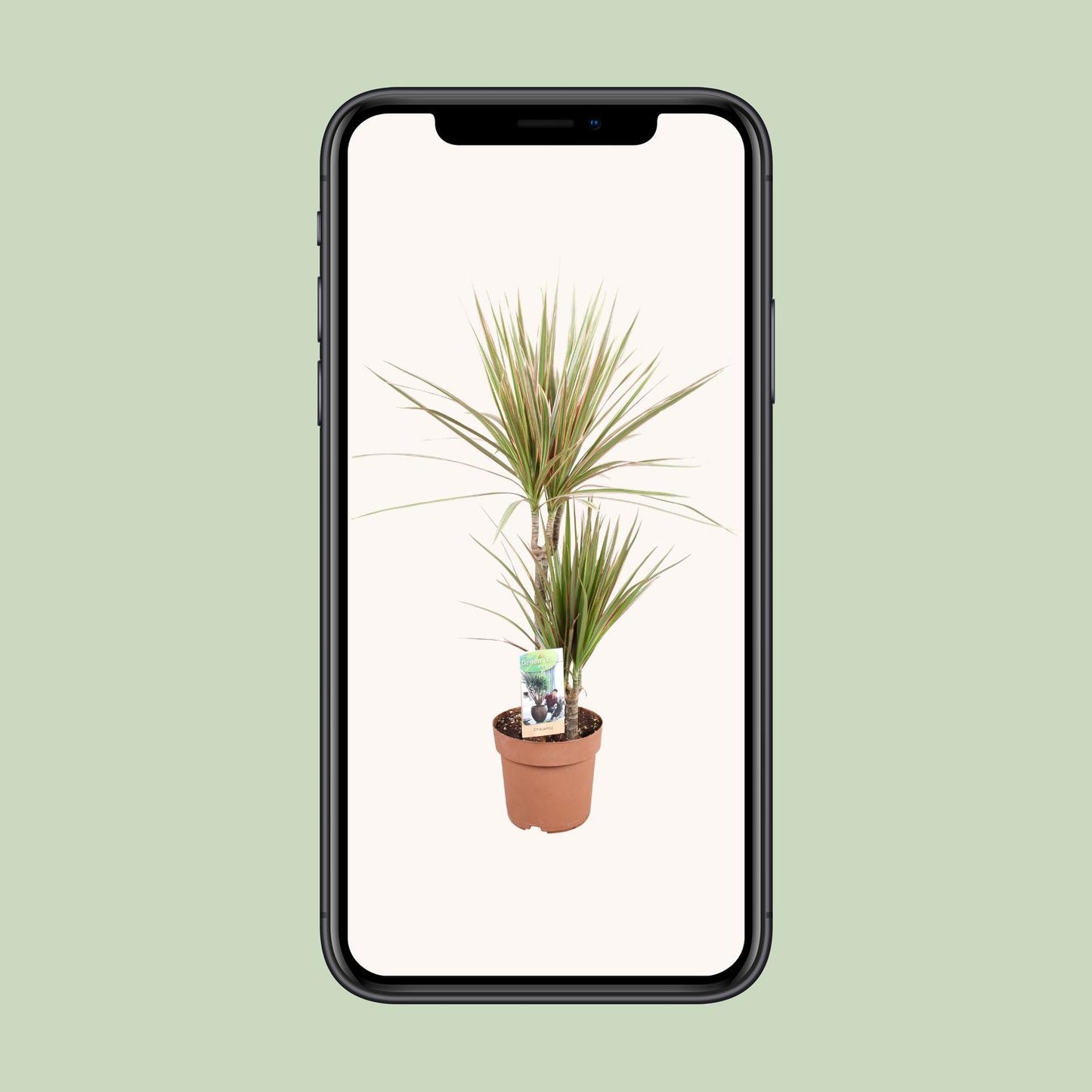 Dracaena Bicolor - Ø17cm - ↕80cm