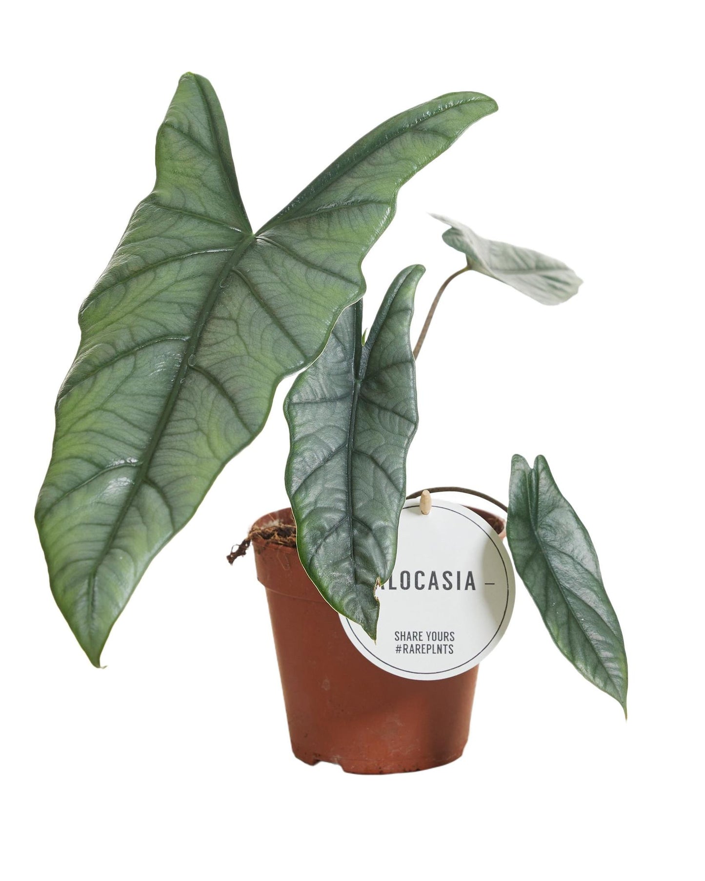 Alocasia Heterophylla - Ø12cm - ↕25cm
