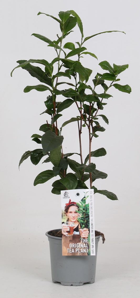 Camellia Sinensis - Teepflanze - Ø12cm - ↕40cm