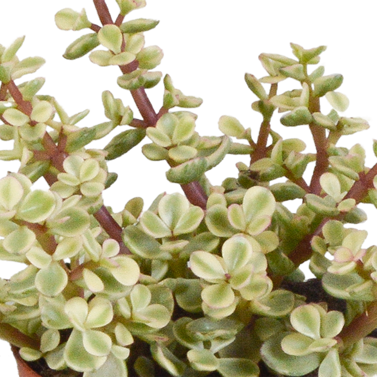 Crassula-Mix 3er Set im Terrakotta-Topf 8,5 cm