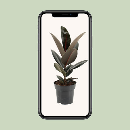 Ficus Elastica Abidjan - Ø17cm - ↕55cm