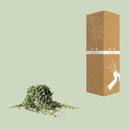 Peperomia Prostrata - Ø11cm - ↕15cm