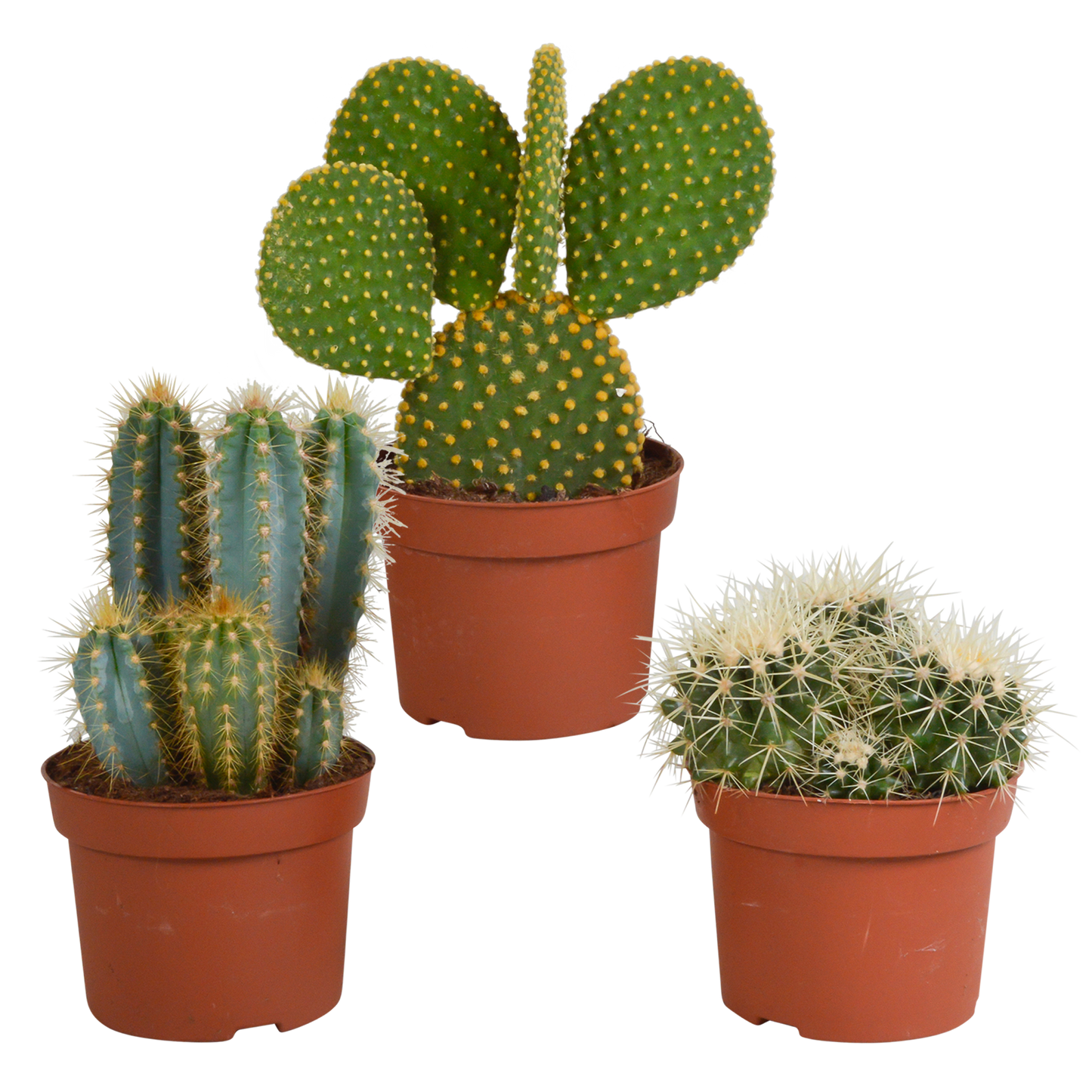 Kakteenmischung 10,5 cm - 3x - 12cm zonder pot