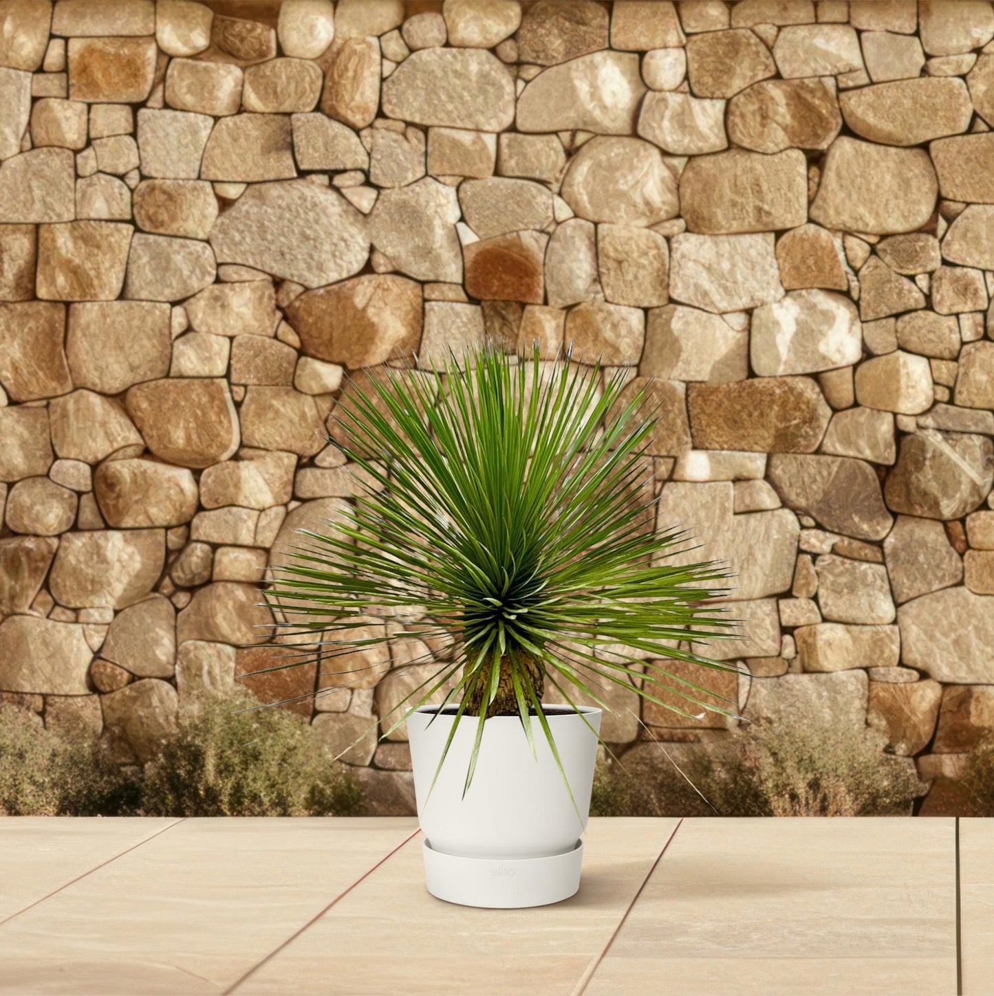 Yucca Rostrata Stamm 70 cm – Blaue Wüstenlilie elegant & pflegeleicht