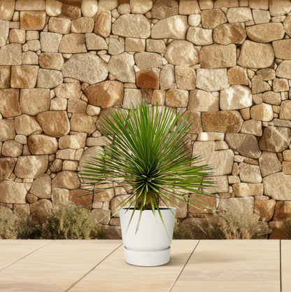 Yucca Rostrata Stamm 70 cm – Blaue Wüstenlilie elegant & pflegeleicht