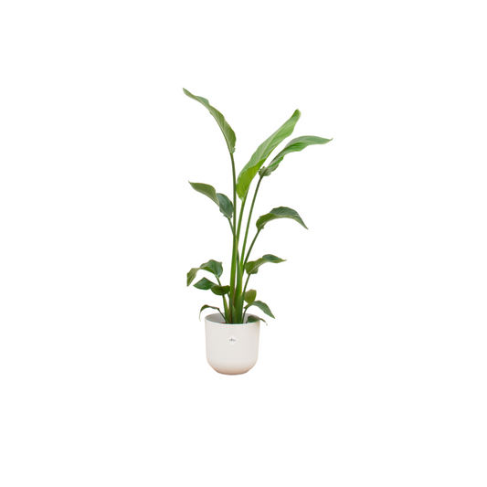 Paradiesvogelblume 120cm – Strelitzia Nicolai im weißen Design-Topf
