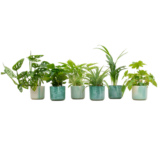 Zimmerpflanzen Überraschungsbox – 6er Mix Ø14 cm Topf