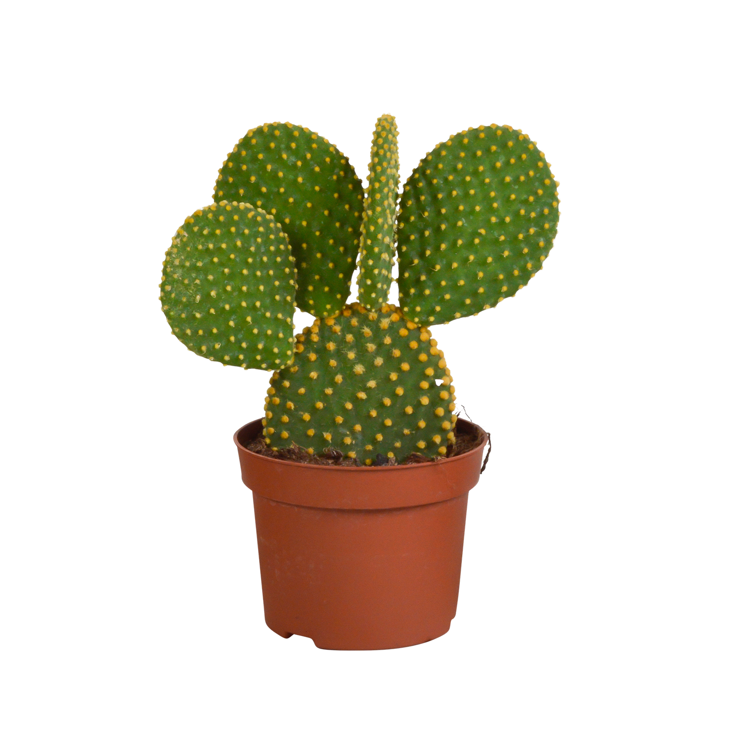 Micky Maus Kaktus (Opuntia microdasys) – 12 cm Topf