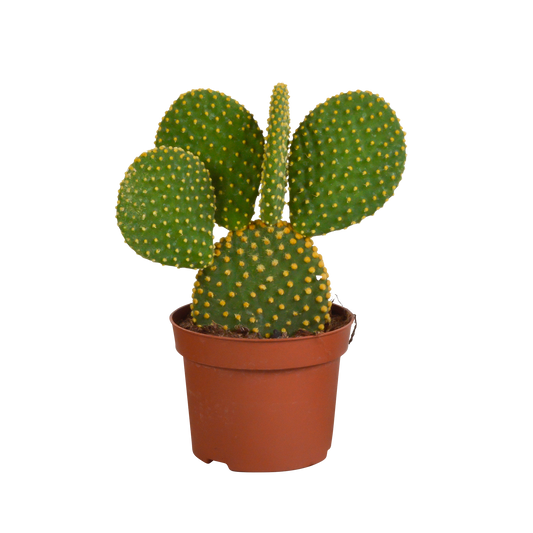 Micky Maus Kaktus (Opuntia microdasys) – 12 cm Topf