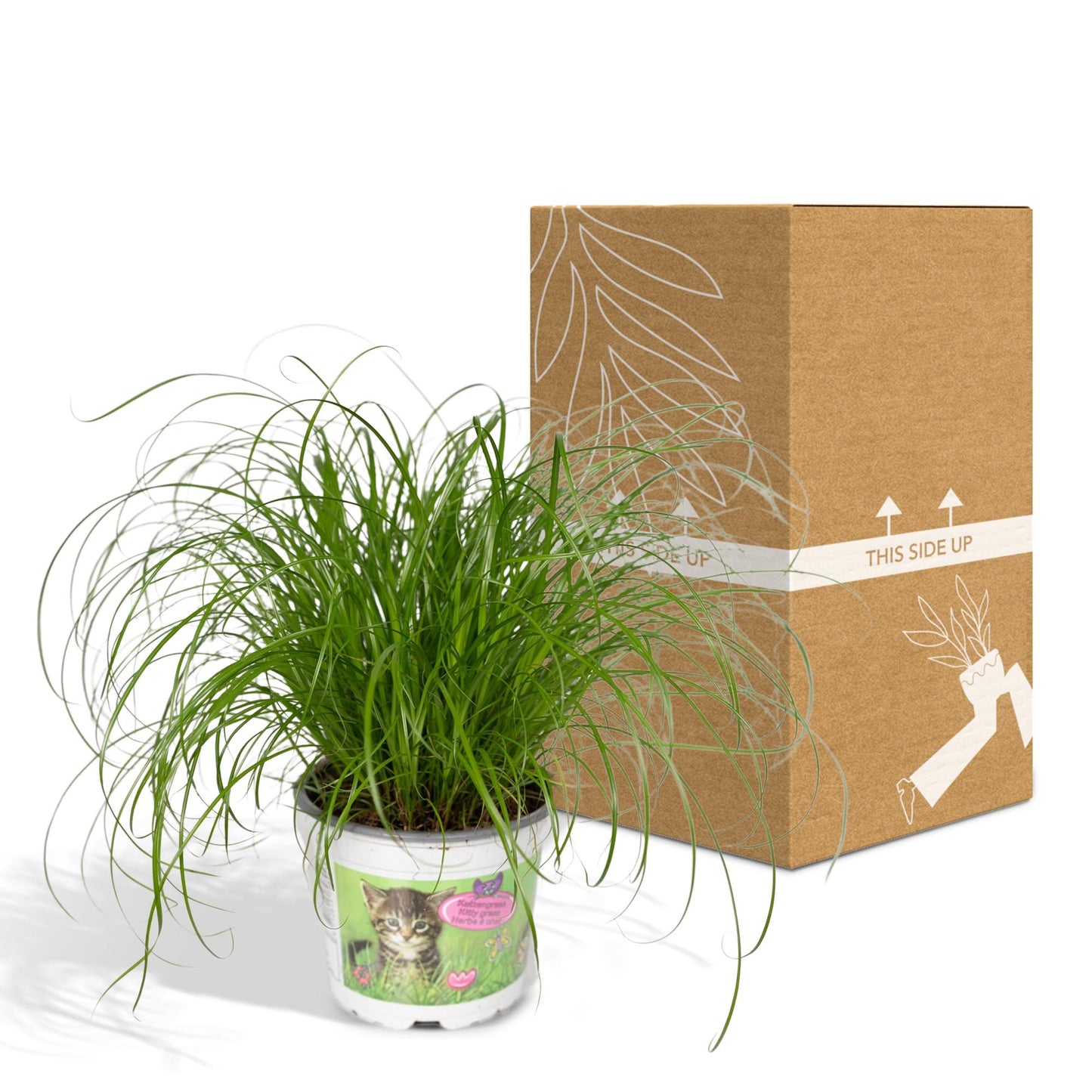Cyperus Alternifolius - Katzengras - Ø12cm - ↕20cm