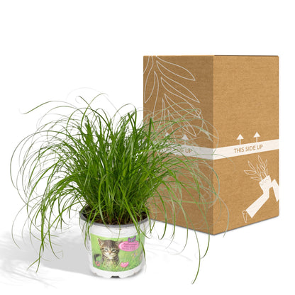 Cyperus Alternifolius - Katzengras - Ø12cm - ↕20cm