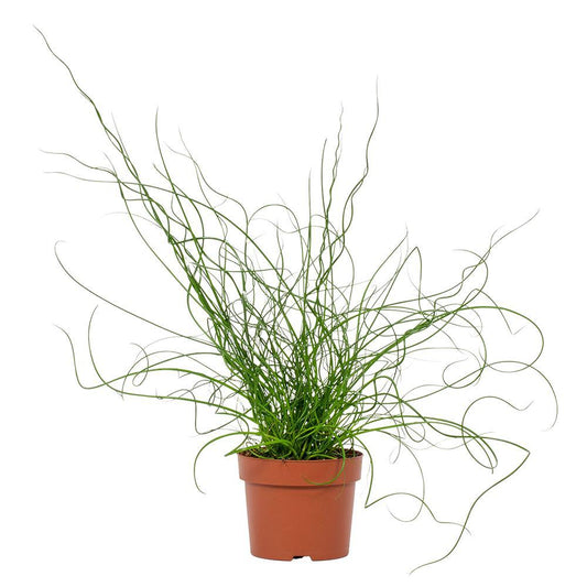 Juncus Liebeslocken 12cm - Ø12cm - ↕35cm