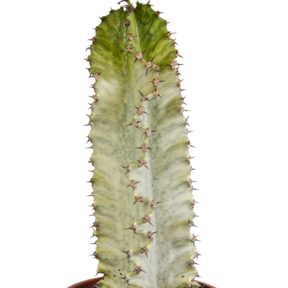 Bunte Wolfsmilch 17 cm – Exotischer Säulenkaktus