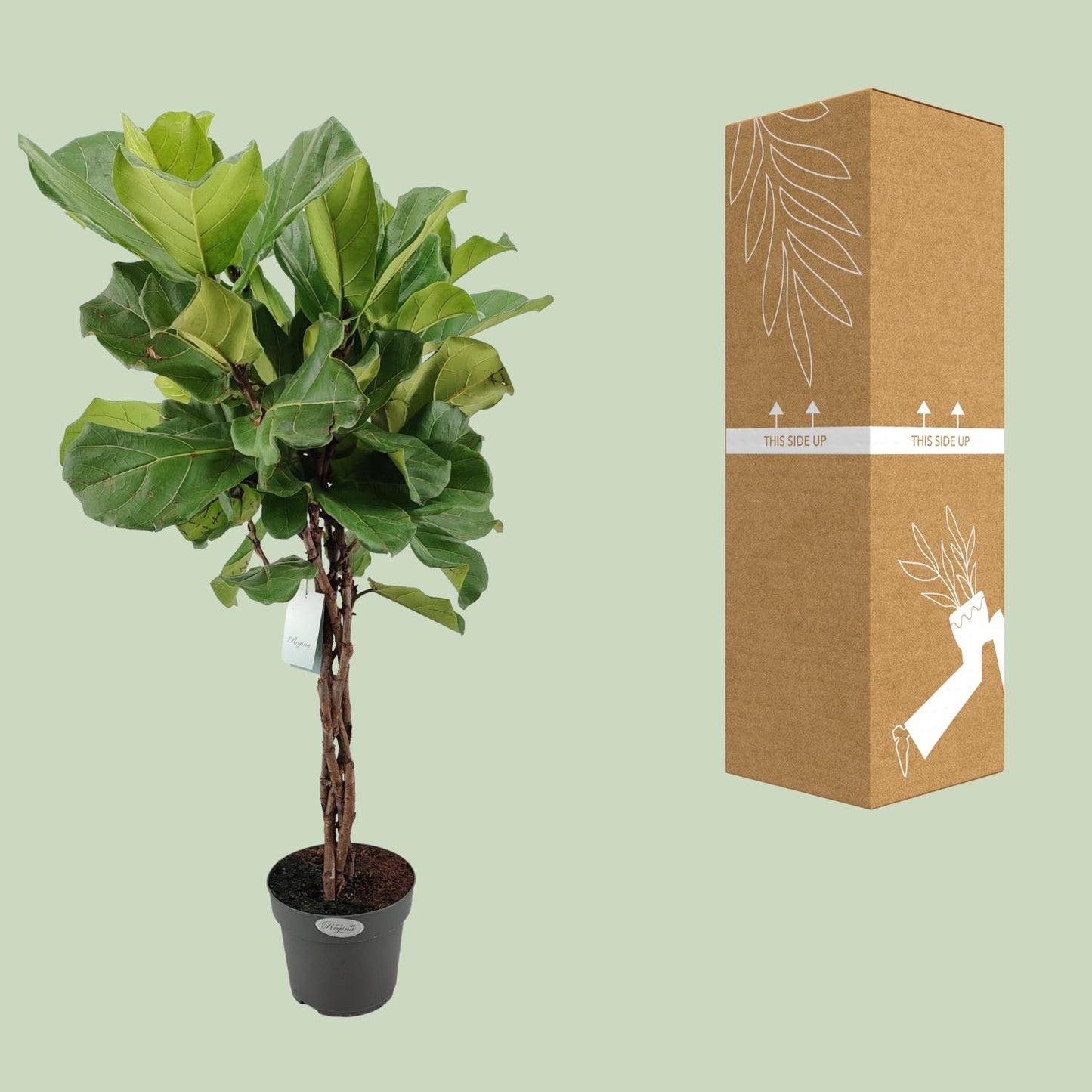 Ficus Lyrata Geflechtstamm - Ø24cm - ↕100cm