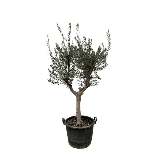 Olivenbaum 220 cm – Mediterrane Kübelpflanze für Balkon & Terrasse