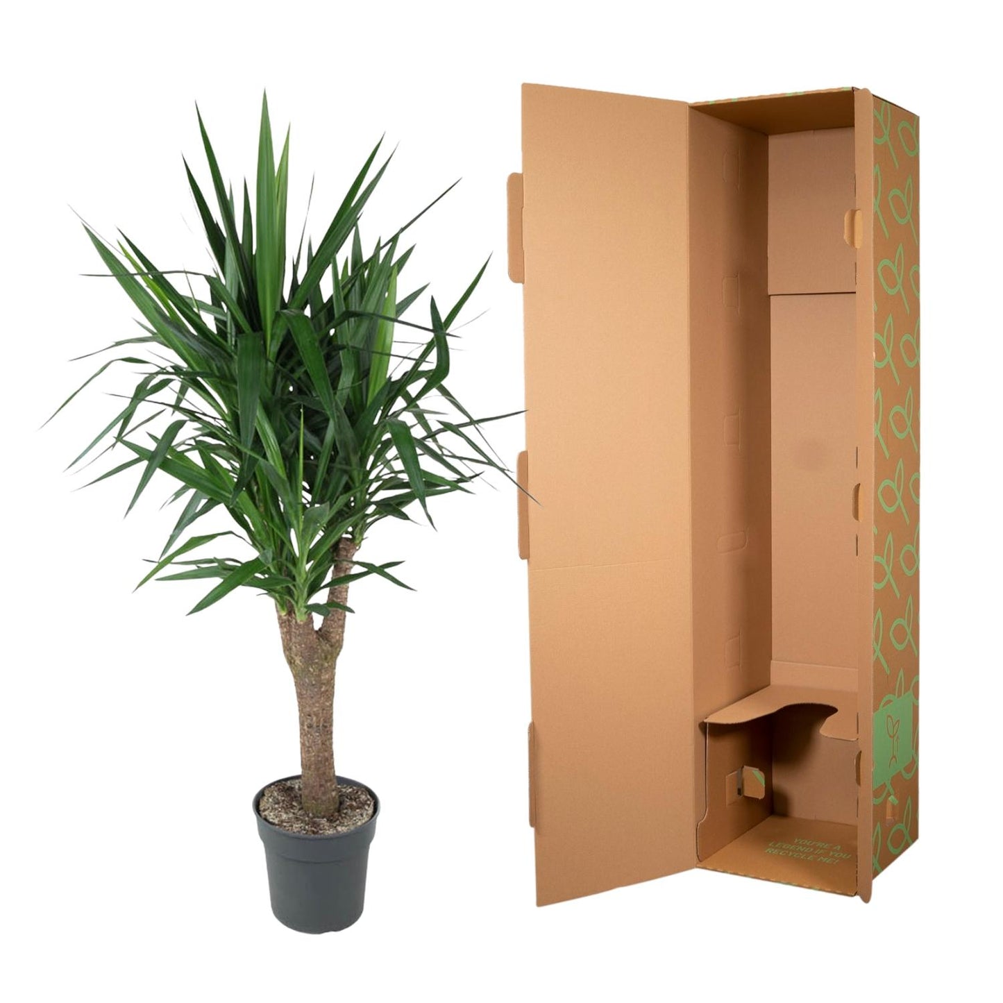 Yucca Elefantipes 150 cm – Eleganter Elefantenfuß im Topf