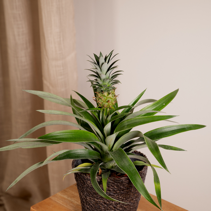 Bromelia (Ananaspflanze) - 2 Stücke - Ø12cm - ↕30cm