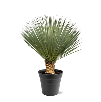 Blaue Palmlilie (Yucca Rostrata) 120 cm – Solitärpflanze