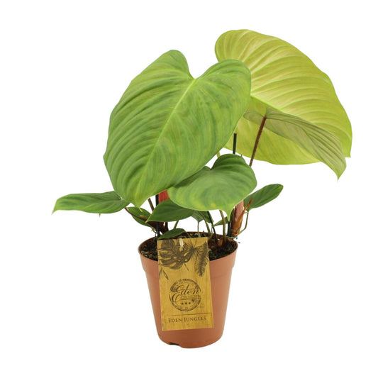 Philodendron Fuzzy Petiole - Ø15cm - ↕50cm
