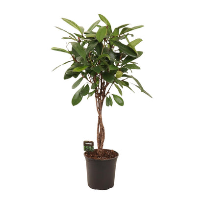 Ficus Cyathistipula - Ø24cm - ↕110cm
