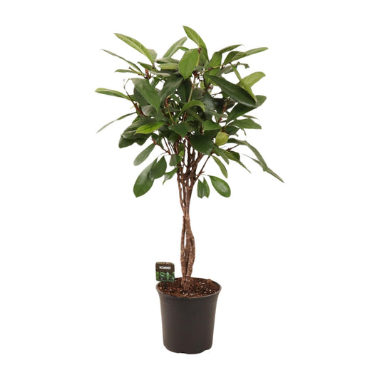 Ficus Cyathistipula - Ø24cm - ↕110cm