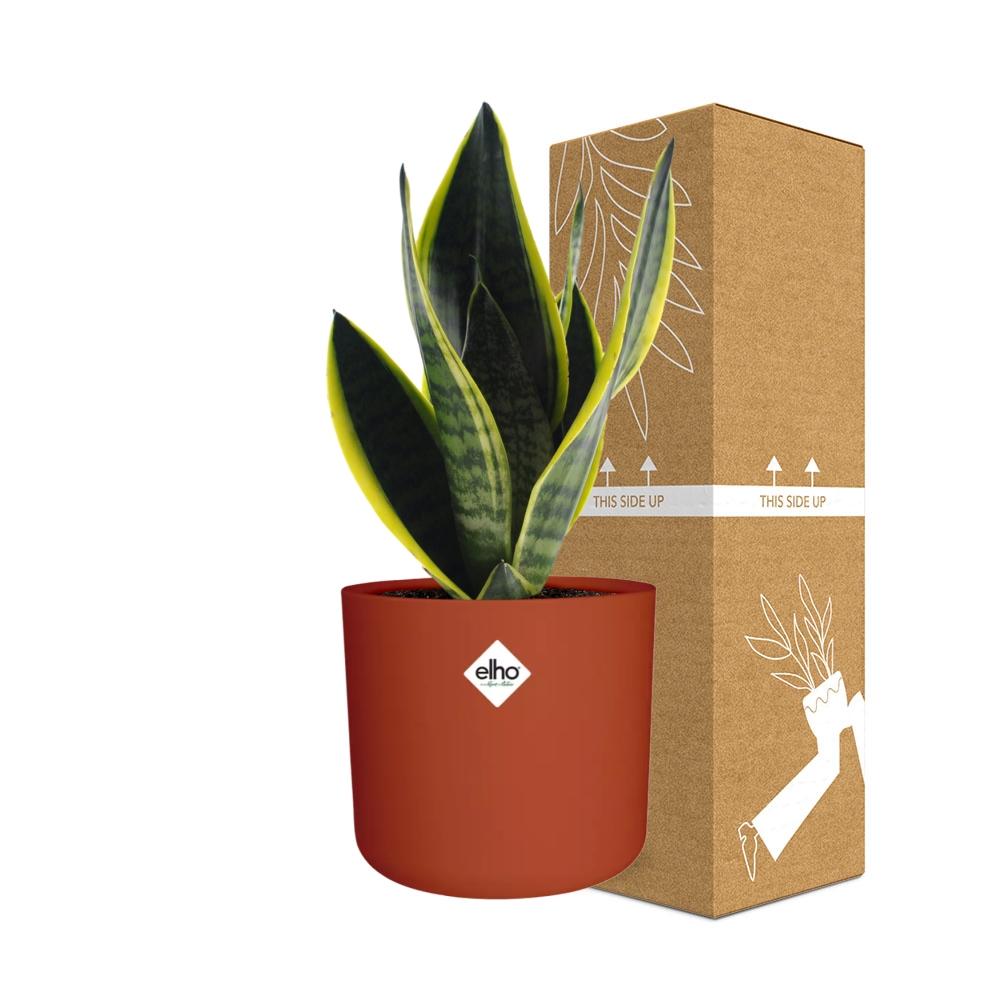 Sansevieria Futura Superba in ELHO b.for soft rond 14cm brique
