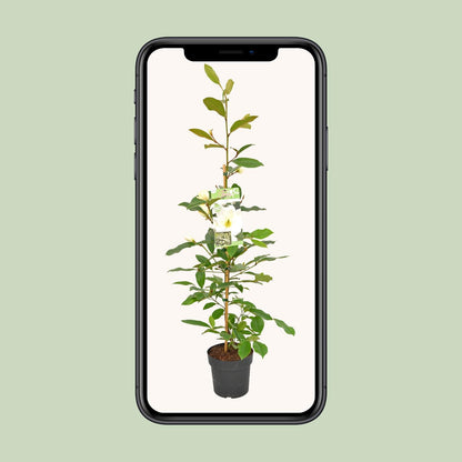 Michelia Fairy Magnolia Cream - Ø19cm - ↕70cm
