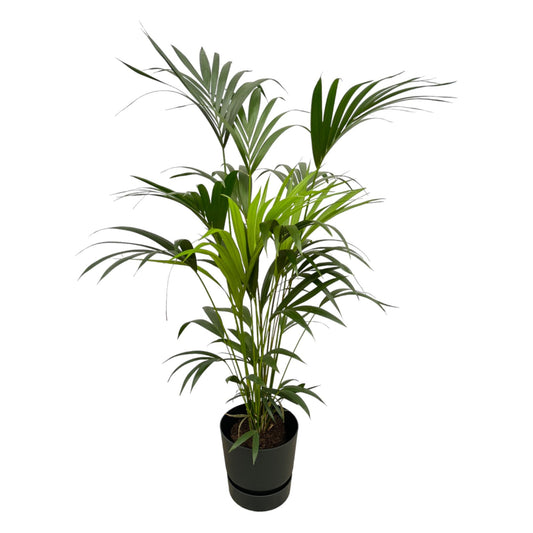 Kentia Palme 160 cm – Elegante, pflegeleichte Zimmerpalme im schwarzen Topf