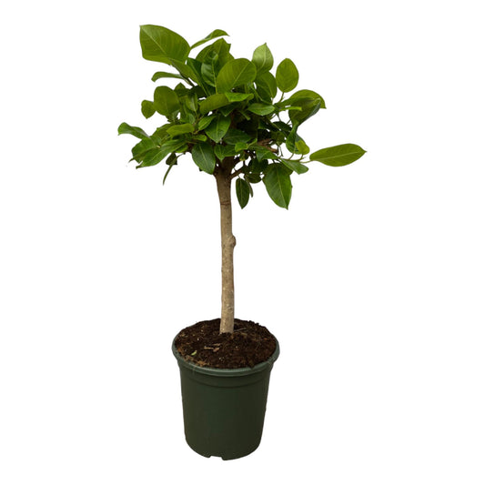 Gummibaum 'Altissimo Variegata' – Buntblättrige Zimmerpflanze 100 cm